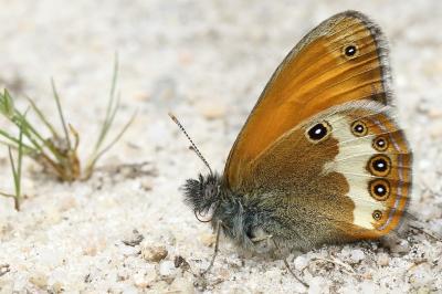 <i>Coenonympha arcania</i>