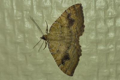 <i>Camptogramma bilineata</i>