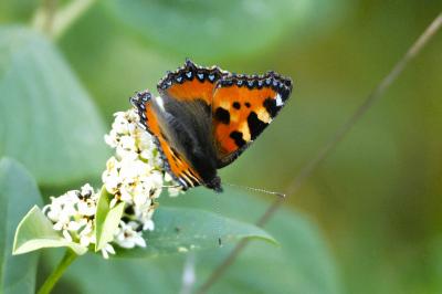 <i>Aglais urticae</i>