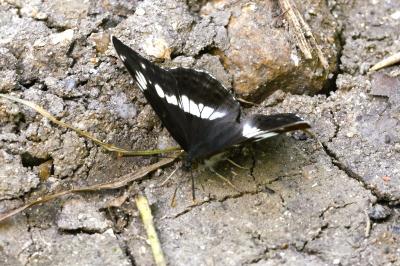 <i>Limenitis camilla</i>