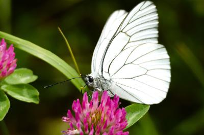 <i>Aporia crataegi</i>