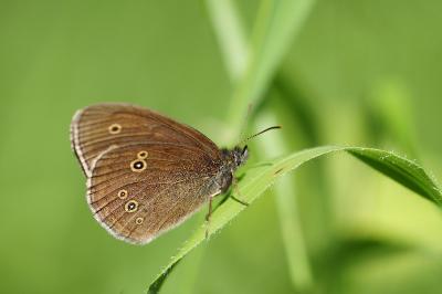 <i>Aphantopus hyperantus</i>