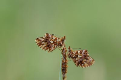 <i>Boloria dia</i>