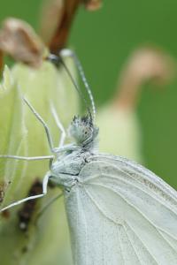 <i>Leptidea sinapis</i>