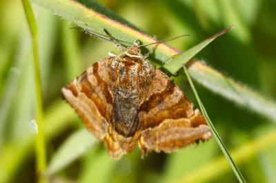<i>Euclidia glyphica</i>
