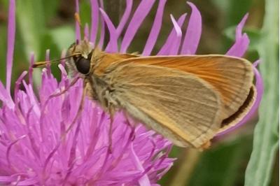 <i>Thymelicus sylvestris</i>