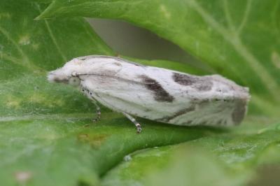 <i>Eucosma</i>