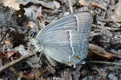 <i>Quercusia quercus</i>
