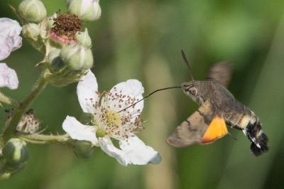 <i>Macroglossum stellatarum</i>