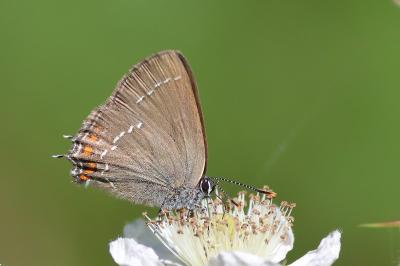 <i>Satyrium ilicis</i>