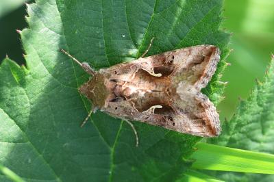 <i>Autographa gamma</i>