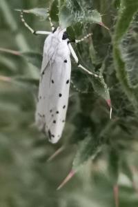 <i>Myelois circumvoluta</i>