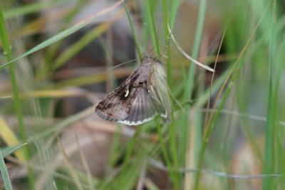 <i>Autographa gamma</i>