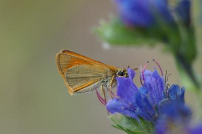 <i>Thymelicus sylvestris</i>