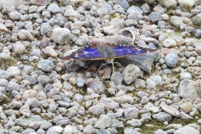 <i>Apatura ilia</i>