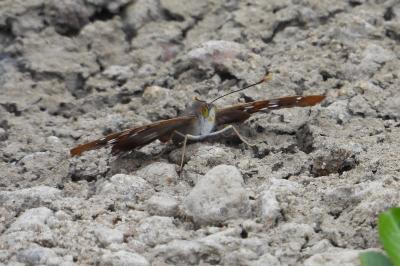 <i>Apatura ilia</i>