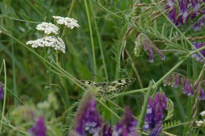 <i>Melanargia galathea</i>