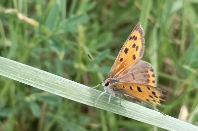 <i>Lycaena phlaeas</i>