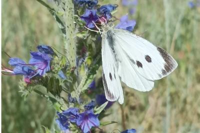 <i>Pieris brassicae</i>