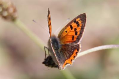 <i>Lycaena phlaeas</i>