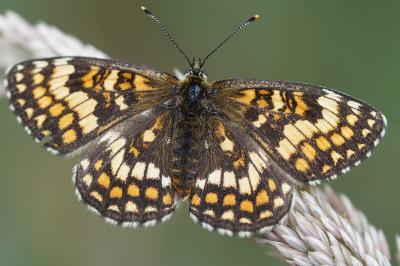 <i>Melitaea athalia</i>
