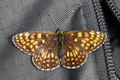 <i>Melitaea athalia</i>