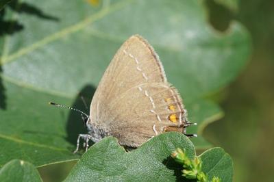 <i>Satyrium ilicis</i>