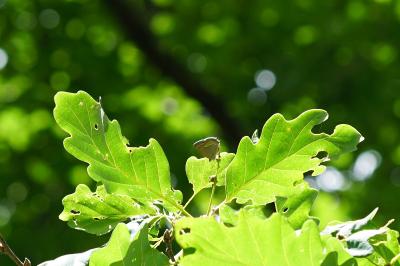 <i>Quercusia quercus</i>