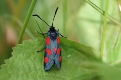 <i>Zygaena trifolii</i>