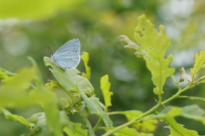 <i>Celastrina argiolus</i>