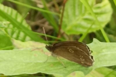 <i>Aphantopus hyperantus</i>