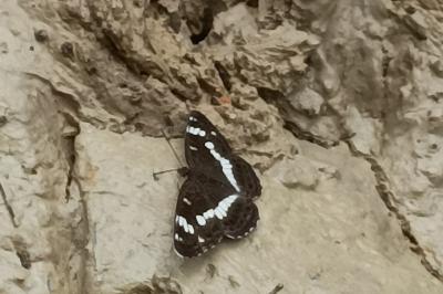 <i>Limenitis camilla</i>