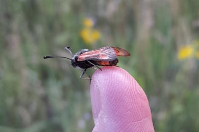 <i>Zygaena sarpedon</i>