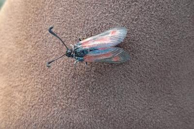 <i>Zygaena sarpedon</i>
