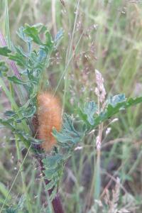 <i>Phragmatobia fuliginosa</i>
