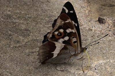 <i>Apatura iris</i>