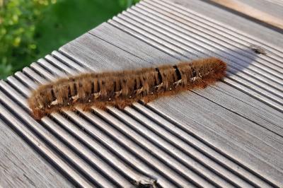 <i>Lasiocampa quercus</i>