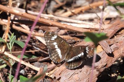 <i>Limenitis camilla</i>
