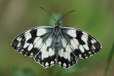 <i>Melanargia galathea</i>