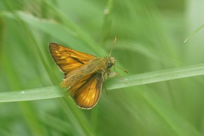 <i>Ochlodes sylvanus</i>
