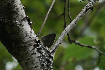 <i>Quercusia quercus</i>