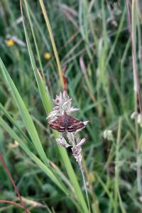 <i>Pyrausta despicata</i>