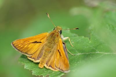 <i>Ochlodes sylvanus</i>