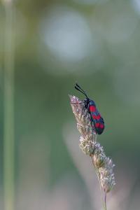 <i>Zygaena filipendulae</i>