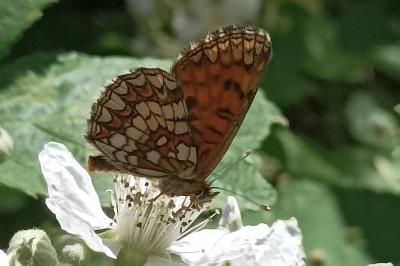 <i>Melitaea athalia</i>