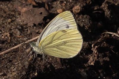 <i>Pieris napi</i>