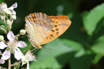 <i>Argynnis paphia</i>