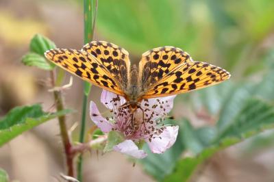 <i>Boloria dia</i>