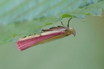 <i>Oncocera semirubella</i>