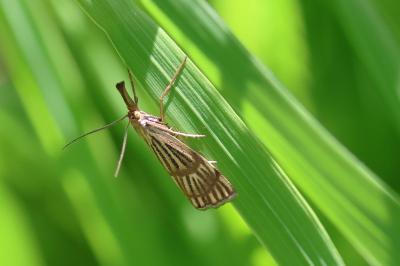 <i>Chrysocrambus linetella</i>